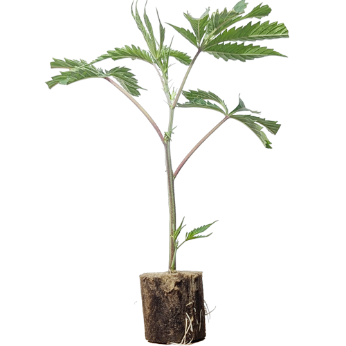 (Bild für)  Studio 54 - Deep East Farms x Doja Pak 