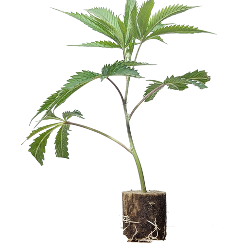 (Bild für)  Wedding Cake - Jungle Boys 