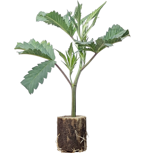 (Bild für)  Zombie Kush - Ripper Seeds 